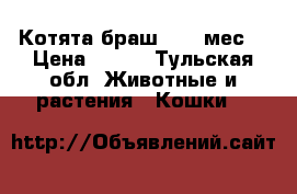 Котята браш ,1.5 мес  › Цена ­ 300 - Тульская обл. Животные и растения » Кошки   